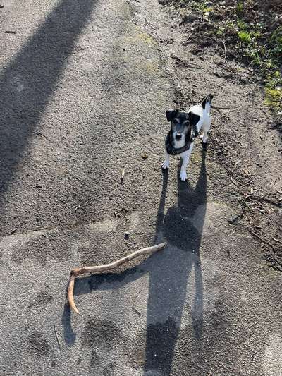 Hundetreffen-Hunderunde um die Altstadt-Bild