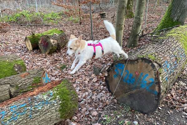 61. Handyfotochallenge - der springende Hund-Beitrag-Bild