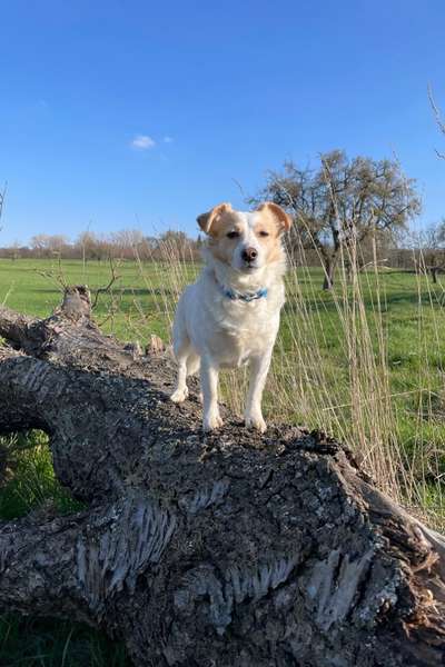 Handy Fotochallenge Nr. 52: Dein Hund mit blauem Himmel-Beitrag-Bild