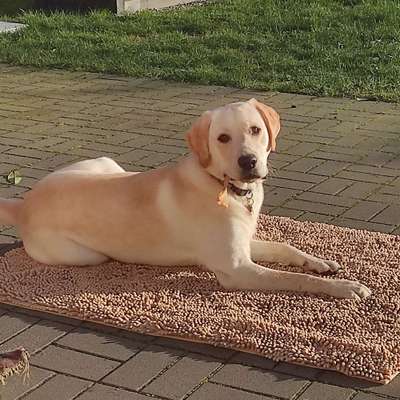 Hundetreffen-Welpenspaziergang oder Welpenspiel