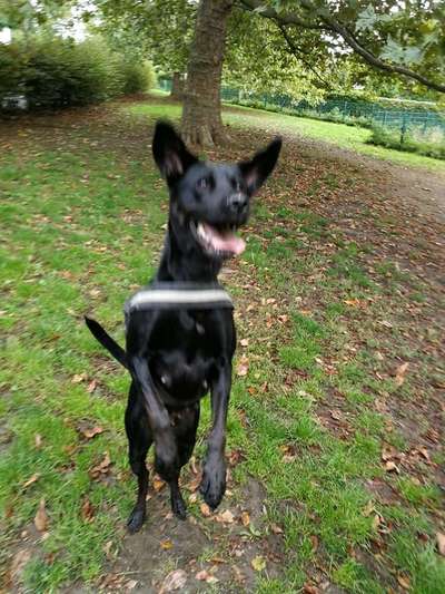 Challenge Nr. 16         Dynamik - Dein Hund in Bewegung-Beitrag-Bild