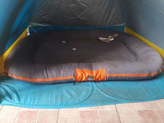 Körbchen / Hundebett-Beitrag-Bild