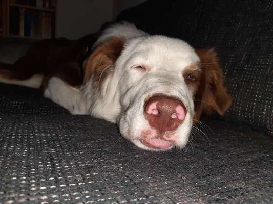 CHALLENGE NR. 19 - Der Hundeblick-Beitrag-Bild