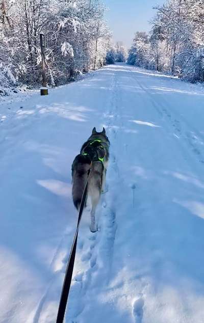 Hundetreffen-Zughundesport Training-Bild