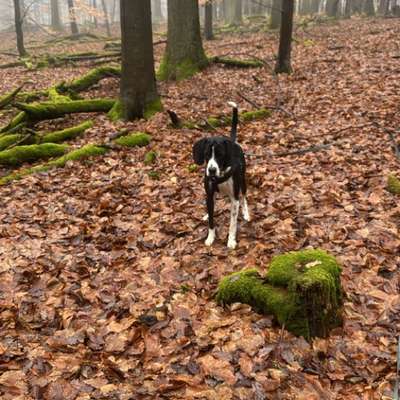 Hundetreffen-Schnüffel- und Nasenarbeit-Bild