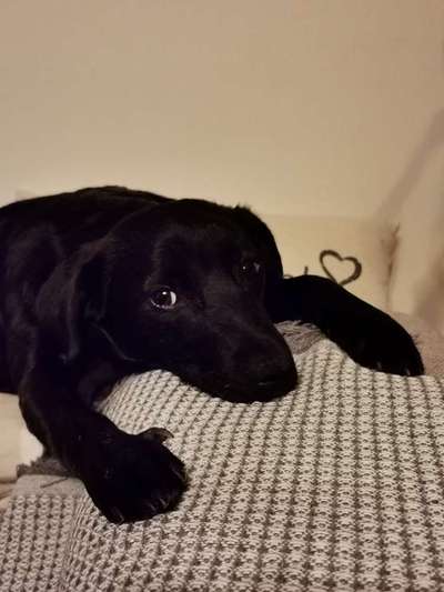 Dogorama Photo Challenge - Hundeblick zum hinschmelzen-Beitrag-Bild