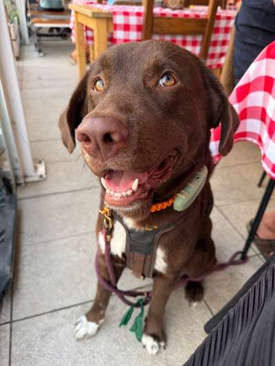 Hundetreffen-Gassi & Spielen-Bild