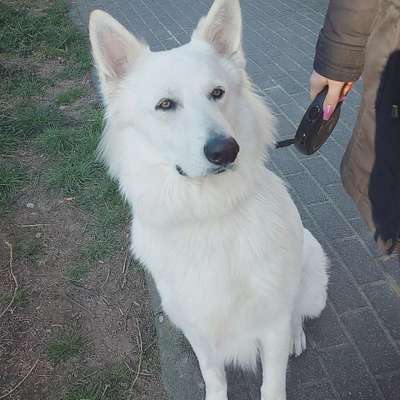 Hundetreffen-Spielrunde-Bild