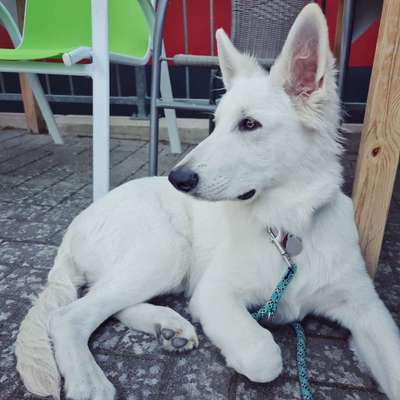 Weißer Schweizer Schäferhund-Beitrag-Bild