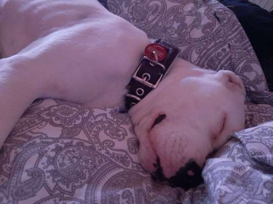 Welpe ist ziemlich wild-Beitrag-Bild