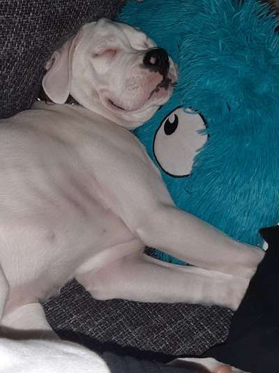 Challenge Nr 14
Eure Fellnasen auf ihrem Lieblingsplatz-Beitrag-Bild