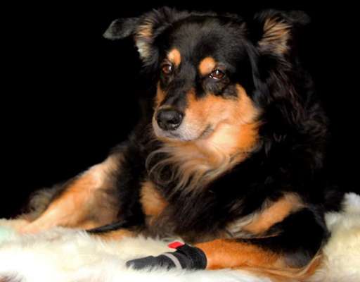 Hundesocken gegen rutschen im Haus-Beitrag-Bild