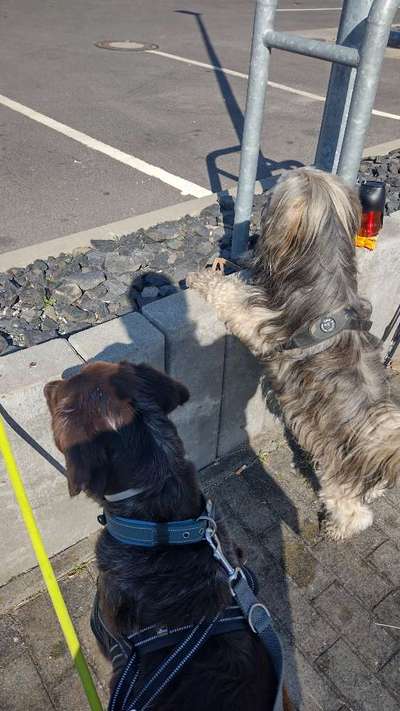 Hundetreffen-Paul ist am Anfang schwer und Bellt immer trotzdem würde er sich mal freuen zusammen zu laufen-Bild