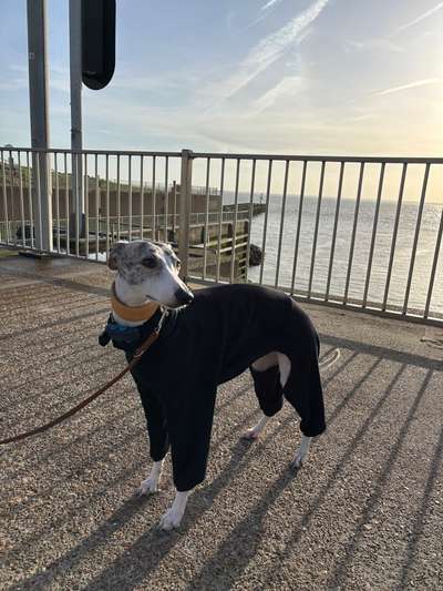 Hundetreffen-Social Walk-Bild