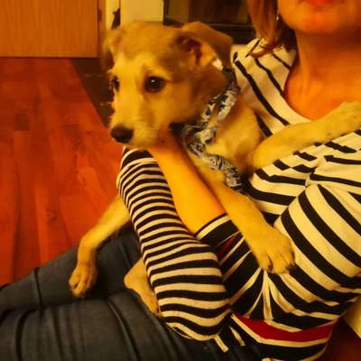 Welpen Bilder !-Beitrag-Bild