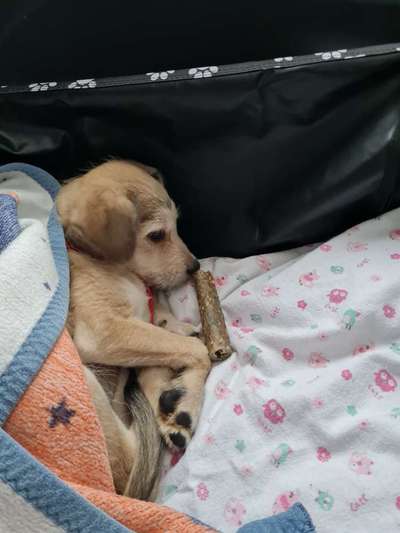 Welpen Bilder !-Beitrag-Bild