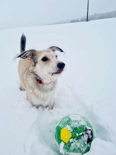 Hunde vom Tierschutzverein 🐕♥️-Beitrag-Bild