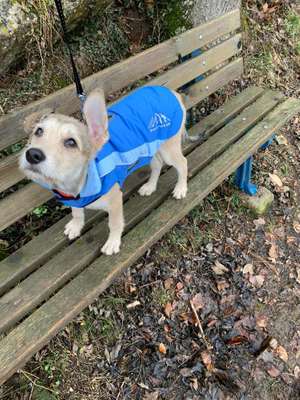 Hundetreffen-Welpentreffen im Altmühltal-Bild