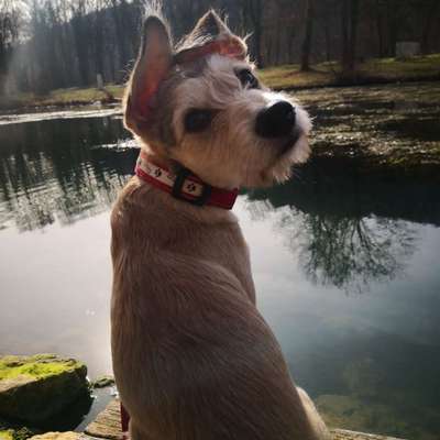 Welpen Bilder !-Beitrag-Bild