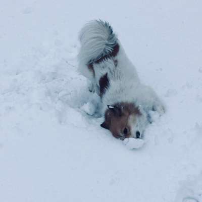 Fotochallenge NR. 123     -Karneval der Tiere--Beitrag-Bild