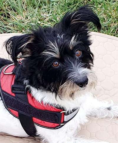 Dogorama Photo Challenge - Hundeblick zum hinschmelzen-Beitrag-Bild