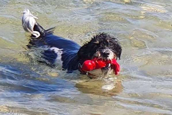 Dogorama Photo Challenge - Lieblingsspielzeug!-Beitrag-Bild