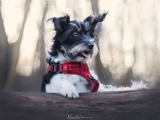 Lieblings Fotos-Beitrag-Bild