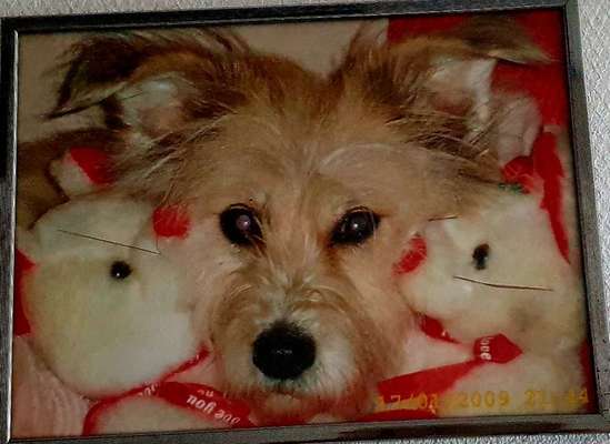 Dogorama Photo Challenge - Hundeblick zum hinschmelzen-Beitrag-Bild