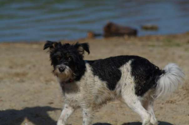 Mischlingshunde Foto Aufruf-Beitrag-Bild