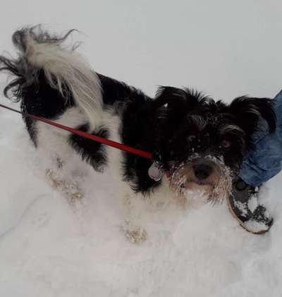 Fotochallenge 61 ~ Schnee-Beitrag-Bild