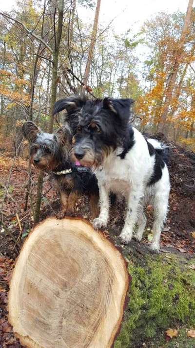 Dogorama Photo Challenge - Die besten Hundebuddys-Beitrag-Bild