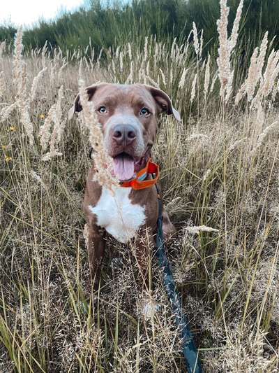 Hundetreffen-Trainingspartner Hundebegegnungen und Aufmerksamkeit-Bild