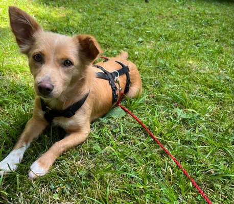 TierschutzhundeStammtisch🐕-Beitrag-Bild