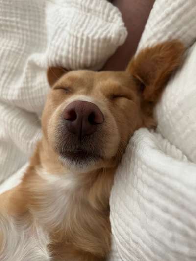 Zeigt mir die tollste Nahaufnahme von eurer Fellnase-Beitrag-Bild