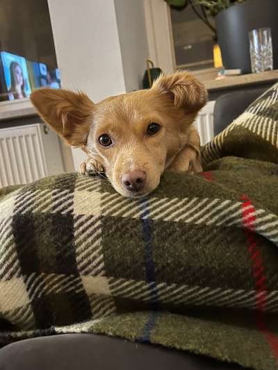 Dogorama Photo Challenge - Portrait-Beitrag-Bild