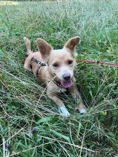 Dogorama Photo Challenge - Gassipause-Beitrag-Bild