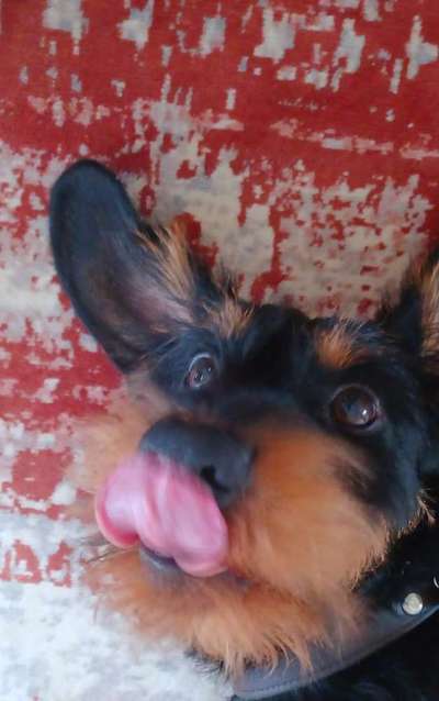 Tongue Out Tuesday-Beitrag-Bild
