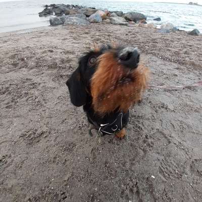 Zeigt mir die tollste Nahaufnahme von eurer Fellnase-Beitrag-Bild