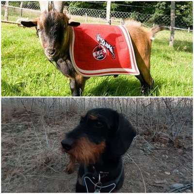 Wie heißt dein Hund?-Beitrag-Bild