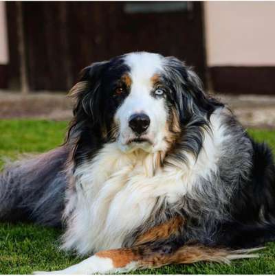 Australian Shepherd Freunde/innen-Beitrag-Bild