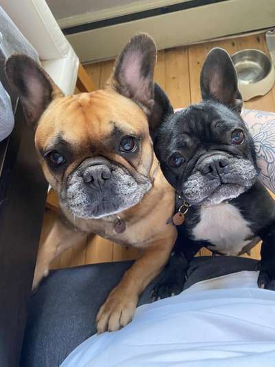 Französische Bulldoggen-Beitrag-Bild