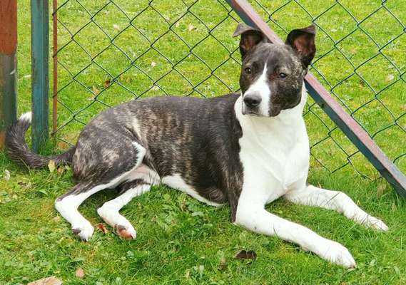 Auslandstierschutz-Beitrag-Bild