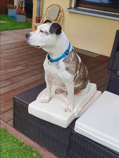 Tabletten oder spot on-Beitrag-Bild