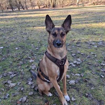 Hundetreffen-Spatziergänge zb. Mühlbachtal-Bild