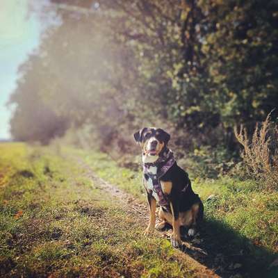 Hundetreffen-Treffen in und um Lutherstadt Wittenberg-Bild