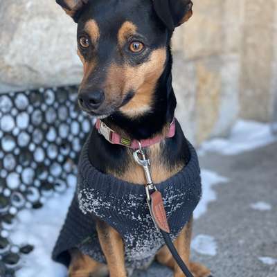 Hundetreffen-Hundebegegnungen üben-Bild