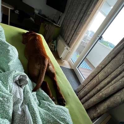 Darf der Hund bei Euch im Bett schlafen?-Beitrag-Bild