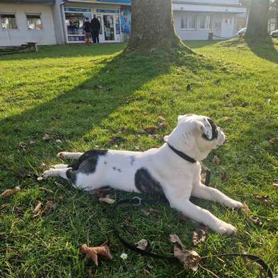 Hundetreffen-Gassi Freunde-Bild