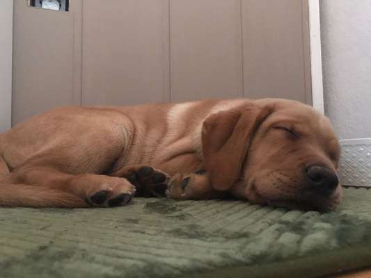 Welpen Bilder !-Beitrag-Bild