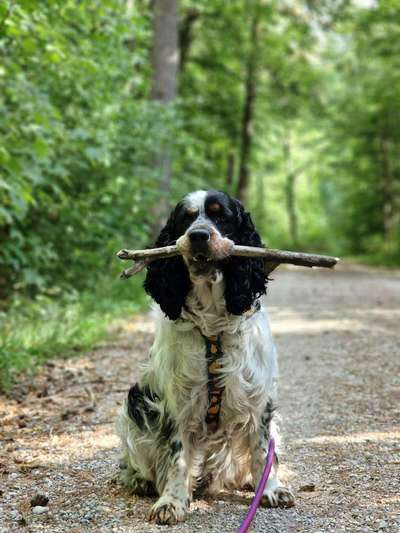 Springer Spaniel-Beitrag-Bild